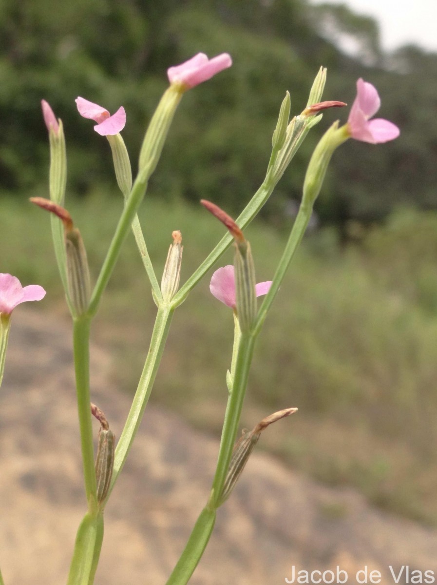 Canscora heteroclita (L.) Gilg